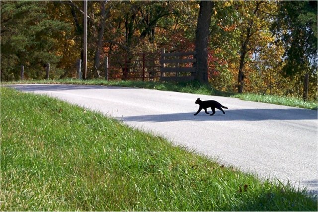 A black cat crossing the road